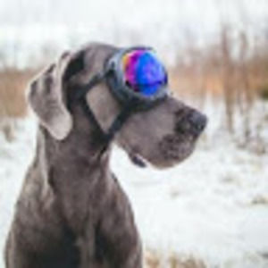 Meet your Posher, Frankie